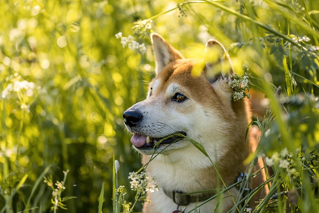 akita