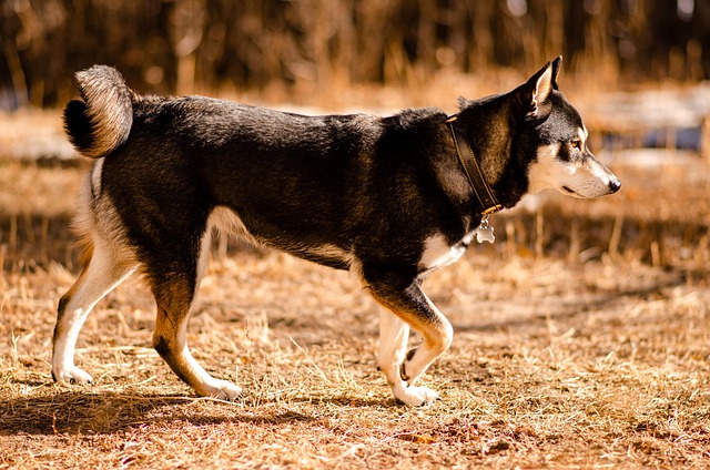 Cena akita inu je různá. 